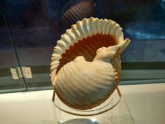 -青岛贝壳博物馆