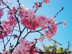 -天适樱花悠乐园