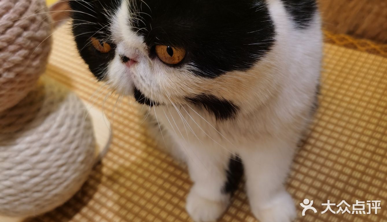 喜欢猫咪不得不来的一家店