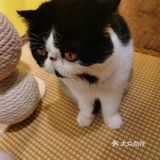 喜欢猫咪不得不来的一家店