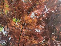 -太子山公园(园东路)