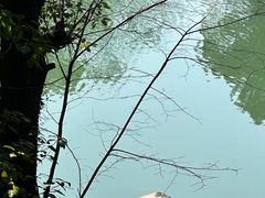 -张鸟园农家乐(张鸟园店)