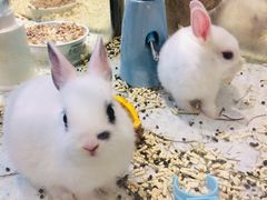 -momokira米努特·德文卷毛猫·棉花面纱犬