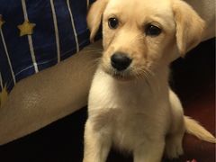 -狗舍宠物医院(四季商业广场店)