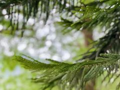 -深圳仙湖植物园