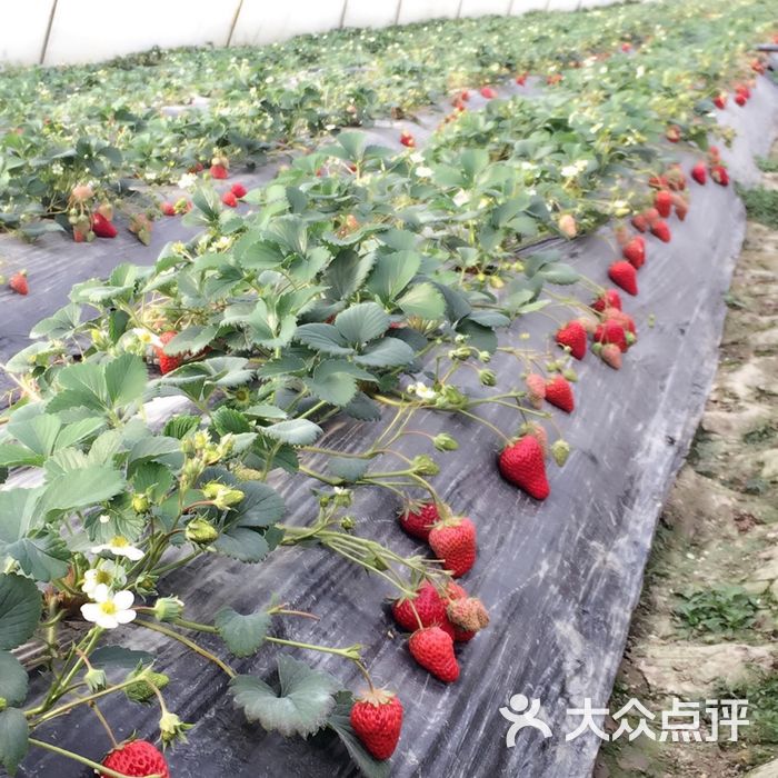 萱萱草莓园