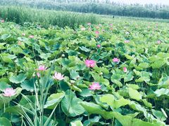 -西青郊野公园