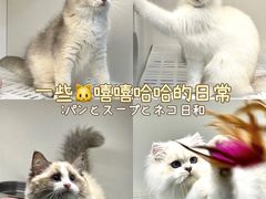 -lincat·猫舍(广州店)