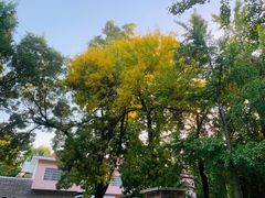 -三里屯东五街银杏大道