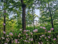 -昆山城市生态森林公园