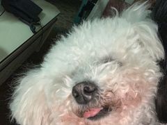 -爱侣宠医·鹦鹉专科·小型哺乳类·异宠专科(灵石路店)