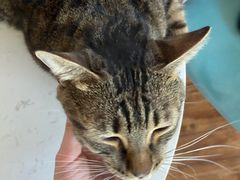 -这儿没有猫·猫咖萌宠馆·撸猫