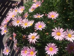 iphone_upload_pic-湖丝栈