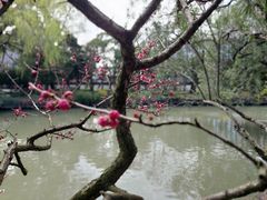 -上海醉白池公园
