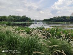 -映月湖公园