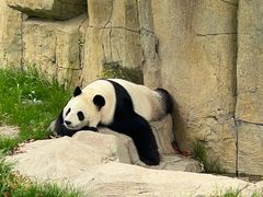 -上海野生动物园