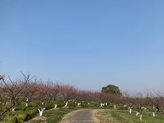 -上海海湾国家森林公园