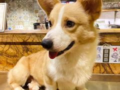 -more than meow吴止猫主题餐厅(承德 中船汇店)