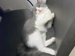 -lincat·猫舍(广州店)