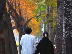 -三里屯东五街银杏大道