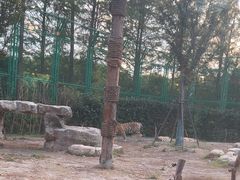 -上海野生动物园老虎餐厅