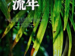 -望江楼公园
