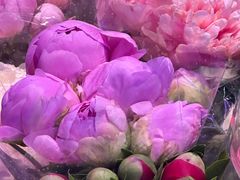 -花鸟鱼虫鲜花绿植市场(玉泉路店)