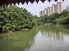 -西双版纳原始森林公园