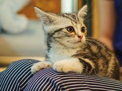 猫咪汤圆-咖法森林·咖啡  酒吧(天河店)