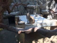 -青藏高原野生动物园