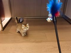 -momokira米努特·德文卷毛猫·棉花面纱犬