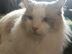 -猫猫幼稚园·撸猫·桌游·电玩