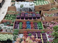 -龙大花卉苗木市场