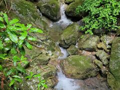 -天目山大树王景区