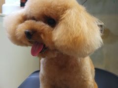 -八公叔叔宠物美容连锁(春申店)