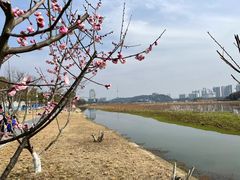 -月湖风景区