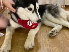 -Husky Go! 哈士奇体验馆·宠物咖啡厅狗咖