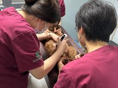 -伟伟宠物医院·CT影像中心·瑞派犬猫综合性门诊(汉口总院)