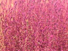 -天津东丽湖风景区