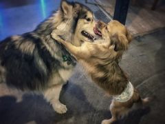 -百好乐宠物友好餐厅(朝外大街店)