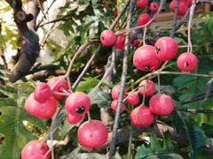 -喜识·冰糖葫芦·炒酸奶(西美花街店)