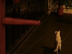 -国际咏春拳联合会拳馆俱乐部