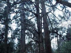 -天目山大树王景区