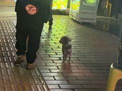 -金牌罗记肠旺面(蔡家街店)