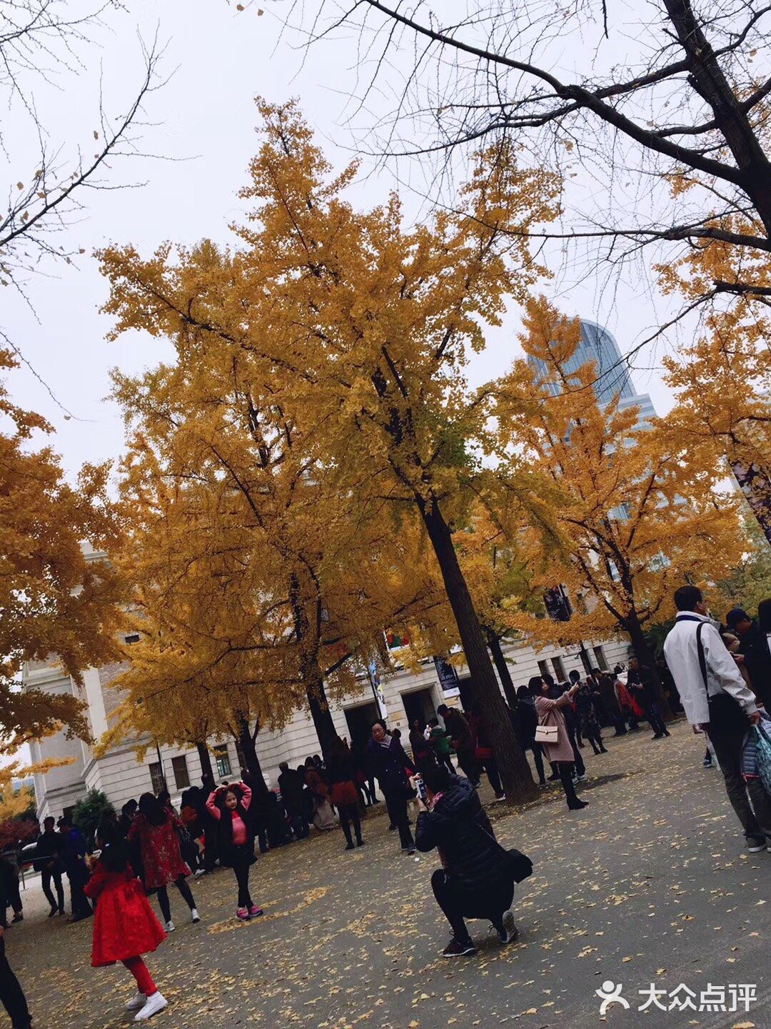银杏大道