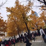 银杏大道