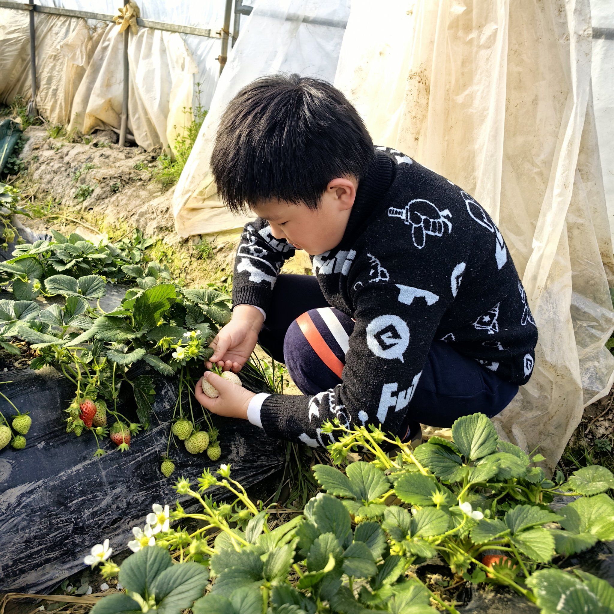 阳光a好,带小朋友体验田间采摘乐趣!
