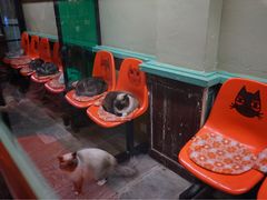 -猫咪博物馆(顶澳仔猫街店)