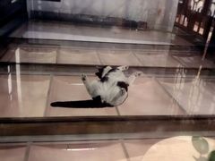 -猫的天空之城概念书店(杭州南宋御街店)