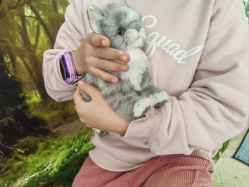 -IMON·HANSA潮玩玩偶毛绒玩具(通州万象汇店)